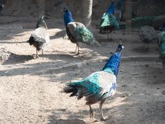 -深圳野生动物园