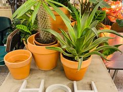 -PlantsEatery·植物食堂(REX春熙店)