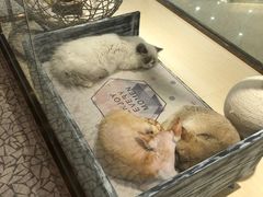 -momokira米努特·德文卷毛猫·棉花面纱犬