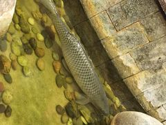 -丰圆轩粤式茶楼 . 点心粤菜(夏茅店)