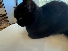 -有喵·猫咖·狗咖·30几只猫10只小狗(岗厦店)
