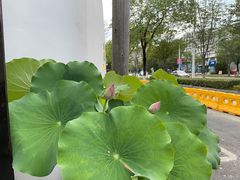-几荷·恰似故人来(秀水广场店)