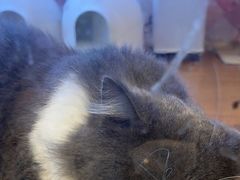 -猫冇咖·家门口的撸猫馆(大融城店)