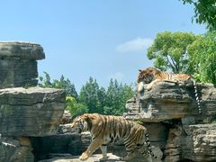 -上海野生动物园