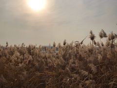 -绿堤公园