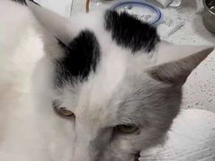 -美联众合动物医院·24h京西诊疗中心