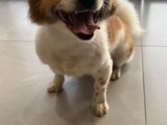 -关爱宠物医院·猫科中心·消化科(滨湖万达分院)