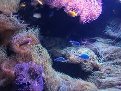 -悉尼海洋生物水族馆