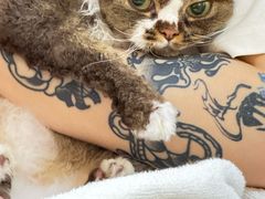 -momokira米努特·德文卷毛猫·棉花面纱犬