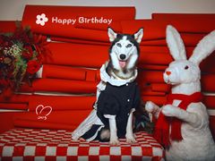 -超宠爱宠物摄影-Super pet