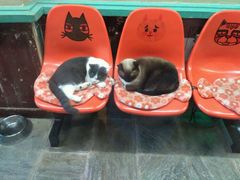 -猫咪博物馆(顶澳仔猫街店)