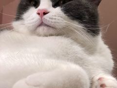 -猫儿山۰猫主题餐厅