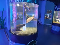 -沙沙哗啦海洋馆(华宇百花谷店)