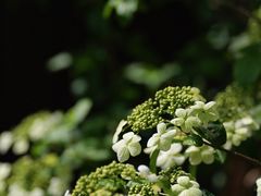 -原乡芦茨咖啡