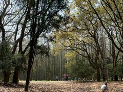 -上海共青森林公园