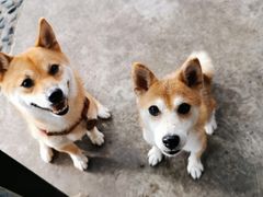 -柴犬高等学院·狗咖·柴犬售卖·宠物训练