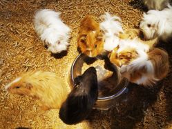 -酷嗒动物文化乐园(cutezoo西溪乐天城店)