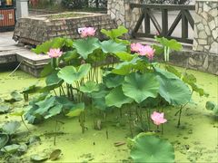 -五台山南京工业大学游泳馆(江浦馆)