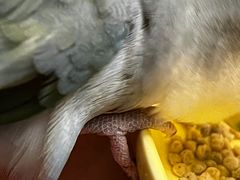 -佩兹宠物医院肿瘤专科·眼科·牙科(黄浦店)