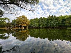 -上海共青森林公园