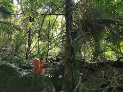 -海南霸王岭国家森林公园