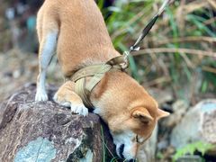 -鼓岭旅游度假区