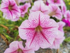 -亚龙湾国际玫瑰谷