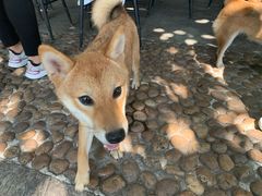 -柴犬高等学院·狗咖·柴犬售卖·宠物训练