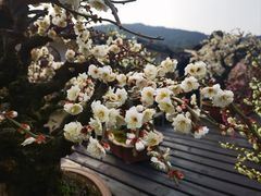 -香雪海