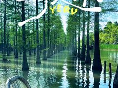 -泗洪洪泽湖湿地景区