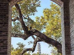 -江心屿景区