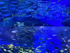 -海合安武汉极地海洋公园