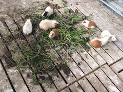 -上海多利农业发展有限公司