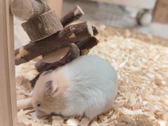 -FAELING PETS美天灵宠物(合生汇店)