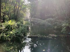 -绿光森林餐厅