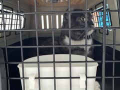 -宠颐生动物医院·猫科·心脏科(海口分院)