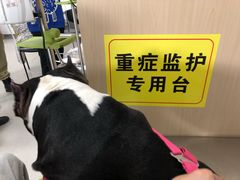 -北京佳信宠物医院