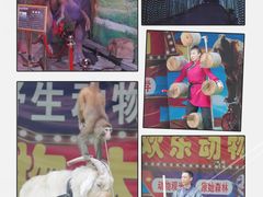 -栾川竹海野生动物园