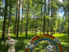 -黄海国家森林公园