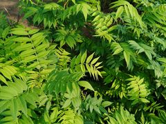 -长白岛森林公园