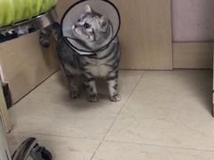 -美联众合动物医院·24h转诊中心