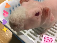 -藦茜花园宠物主题亲子互动体验馆(国顺东路店)
