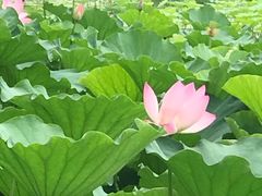 -紫竹院公园冰场