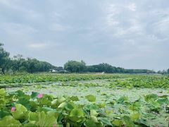 -洪湖生态旅游区