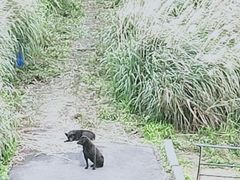 -不厌亭