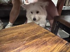 -破店肥哈·东北烧烤(南山保利店)