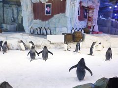 -芜湖新华联大白鲸海洋公园
