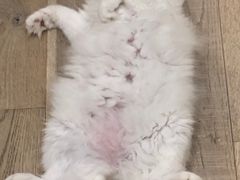 -CAT’S MEWSTAR CAFE·喵星球猫屋(晴湾咖啡店)