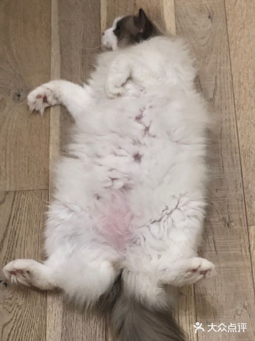 CAT’S MEWSTAR CAFE·喵星球猫屋(晴湾咖啡店)图片