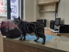 -芭比堂宠物医院·全科爱猫医院·仁德分院
